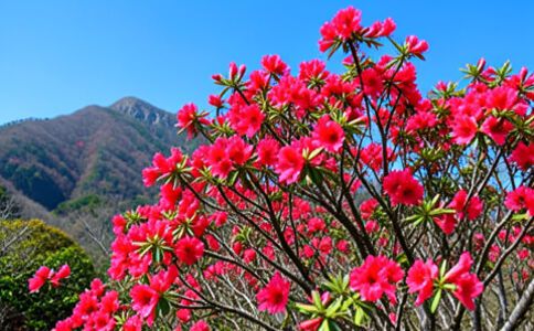 醫(yī)療系統(tǒng)集成案例