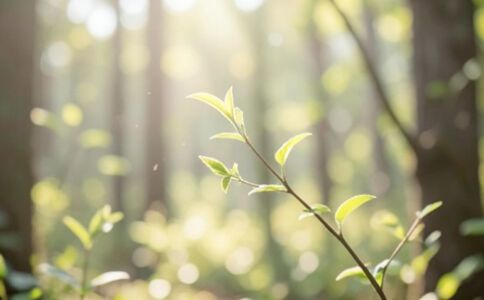 品牌形象設(shè)計(jì)