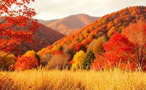 醫(yī)療健康案例