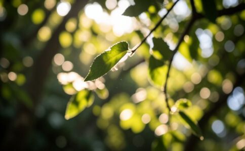 品牌形象設(shè)計(jì)