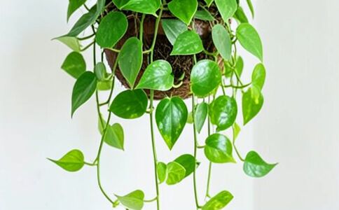 電商平臺升級案例