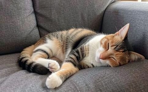 電商平臺升級案例