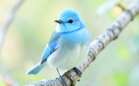 電商平臺升級案例