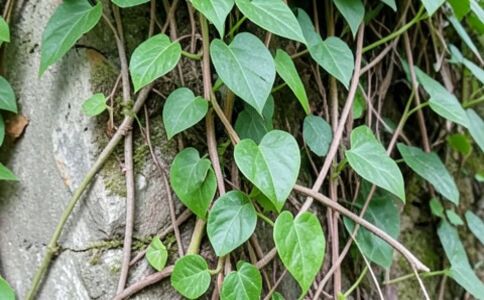 醫(yī)療健康案例