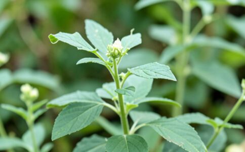 業(yè)務(wù)圖片