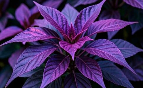 電商平臺(tái)升級(jí)案例