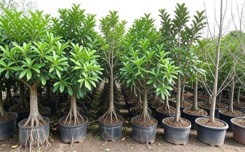 業(yè)務(wù)圖片