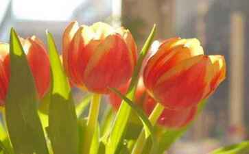 电商平台升级案例