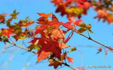 泊头市凤舞网络科技信息服务中心