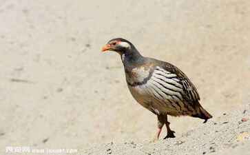 湖北博东商贸有限公司