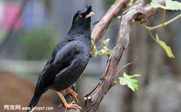 医疗系统集成案例