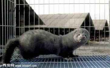 电商平台升级案例