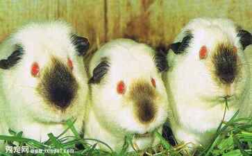 宿迁图灵网络科技有限公司