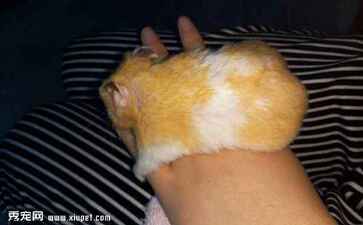 大连市沙河口区领航人科技服务中心