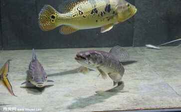 电商平台升级案例