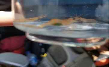 绍兴市柯桥区玉龙茶业有限公司