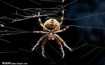 绍兴市柯桥区玉龙茶业有限公司