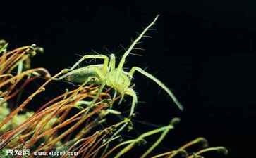 绍兴市柯桥区玉龙茶业有限公司