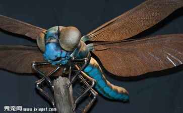 东莞市中鸿石油制品有限公司