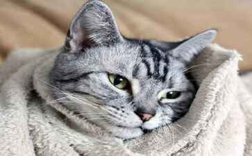 天津嘉悦汽车销售有限公司