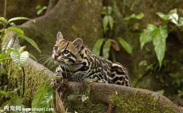 施甸闪电璟玺电子商务有限公司