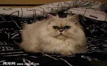 河南省凯旋之星工艺品有限责任公司