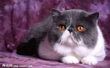 电商平台升级案例