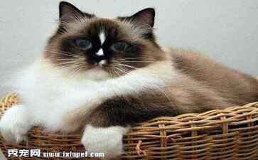 电商平台升级案例