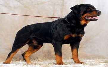 上海杜家房地产经纪有限公司