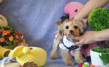 金融系统开发案例