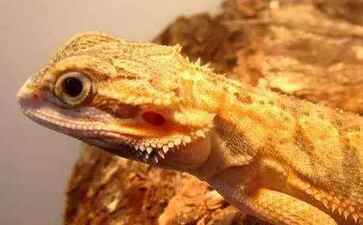 电商平台升级案例