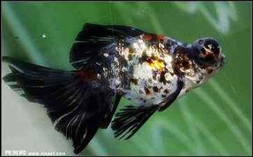 湘潭阿拉丁文化传媒有限公司