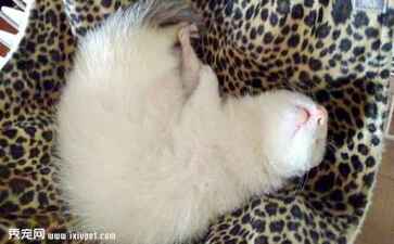 电商平台升级案例