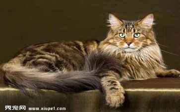 电商平台升级案例